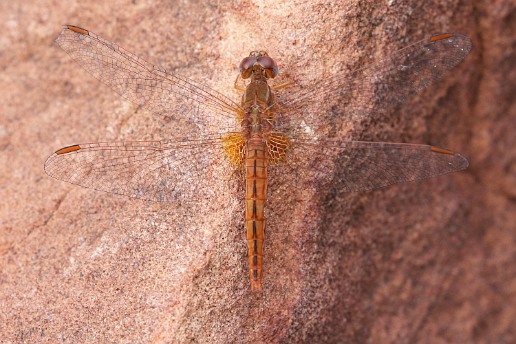 Crocothemis sanguinolenta (Small Scarlet) female  2.JPG